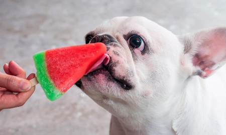 Helados para perros. Helados para perros.