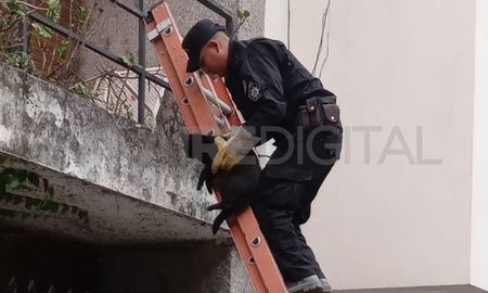Rescataron un gato del balcón de una casa en el barrio Sur Rescataron un gato del balcón de una casa en el barrio Sur