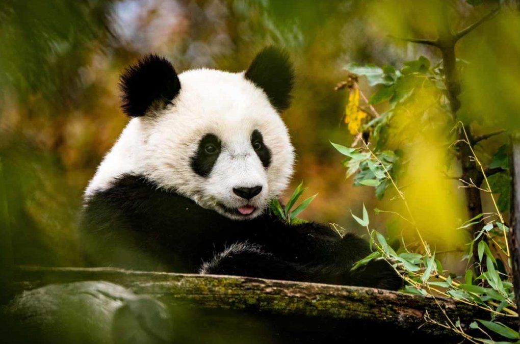 Los pandas ya no están en peligro de extinción: cómo hizo China para lograrlo