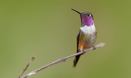 El colibrí, ¿puede dejar de aletear? El colibrí, ¿puede dejar de aletear?