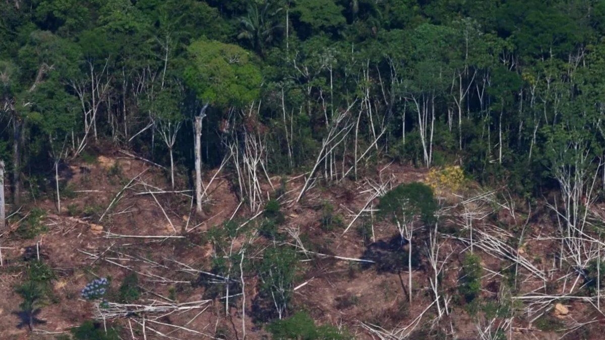 El aumento en la deforestación parecen promover el estrés del ecosistema, el aumento de la ocurrencia de incendios y mayores emisiones de carbono en el este amazónico.