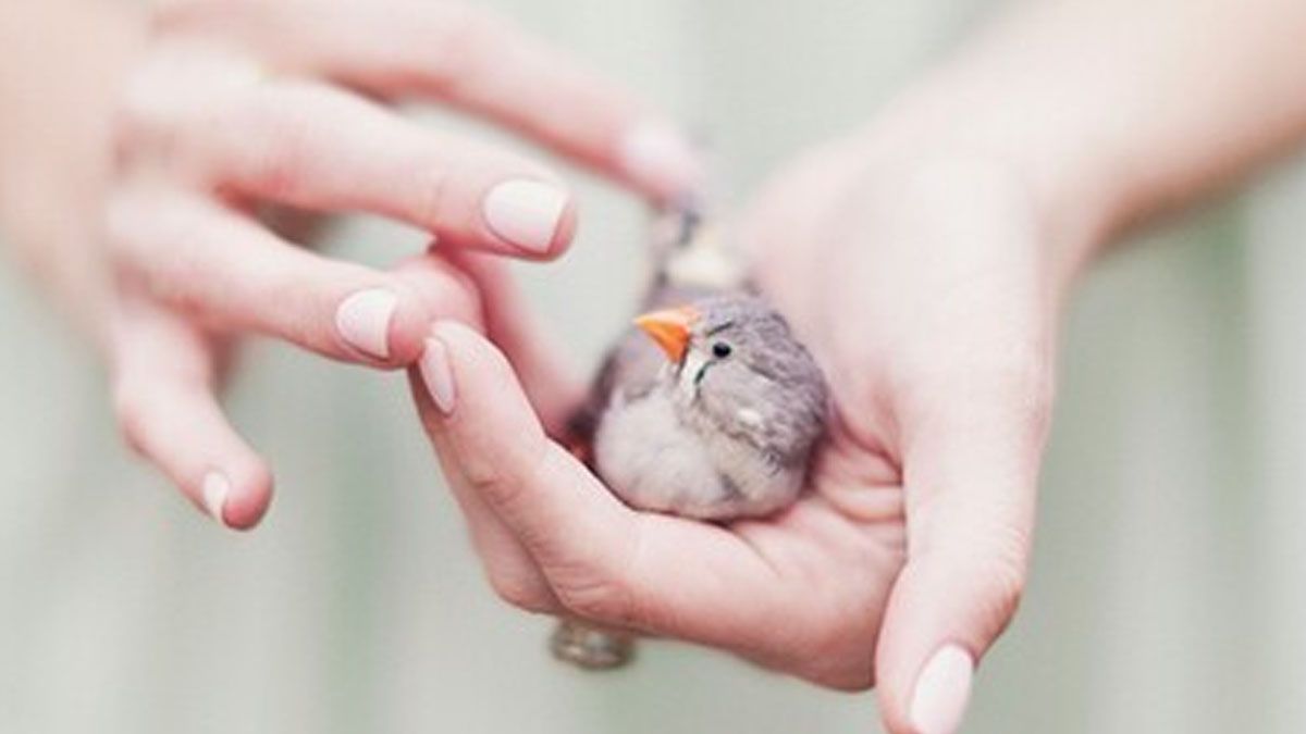 Horóscopo: los cuatro signos del zodiaco más dulces del zodiaco