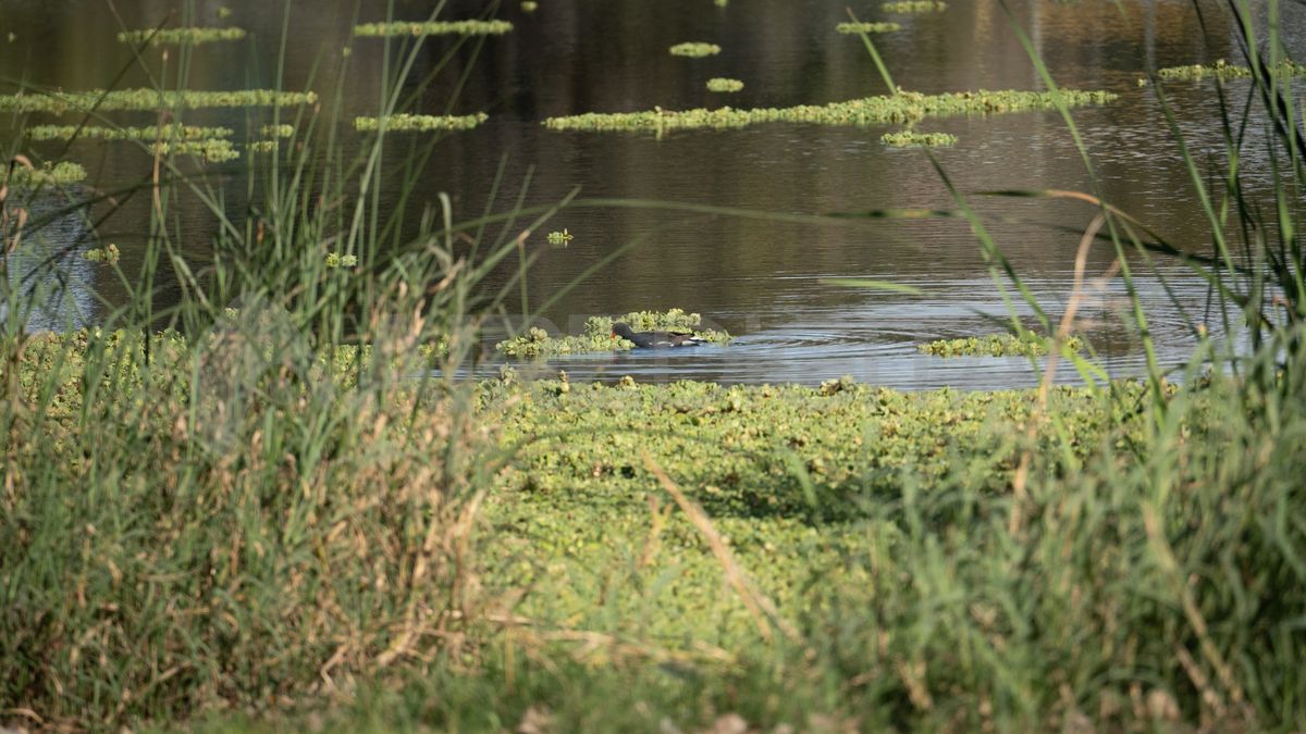 En el lago del Parque del Sur, las algas se acumularon durante las últimas semanas y formaron un embalsado similar al que se puede observar en la Laguna Setúbal. En el lago del Parque del Sur, las algas se acumularon durante las últimas semanas y formaron un embalsado similar al que se puede observar en la Laguna Setúbal.