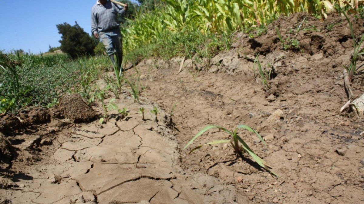 Declararon la emergencia agropecuaria en Entre Ríos