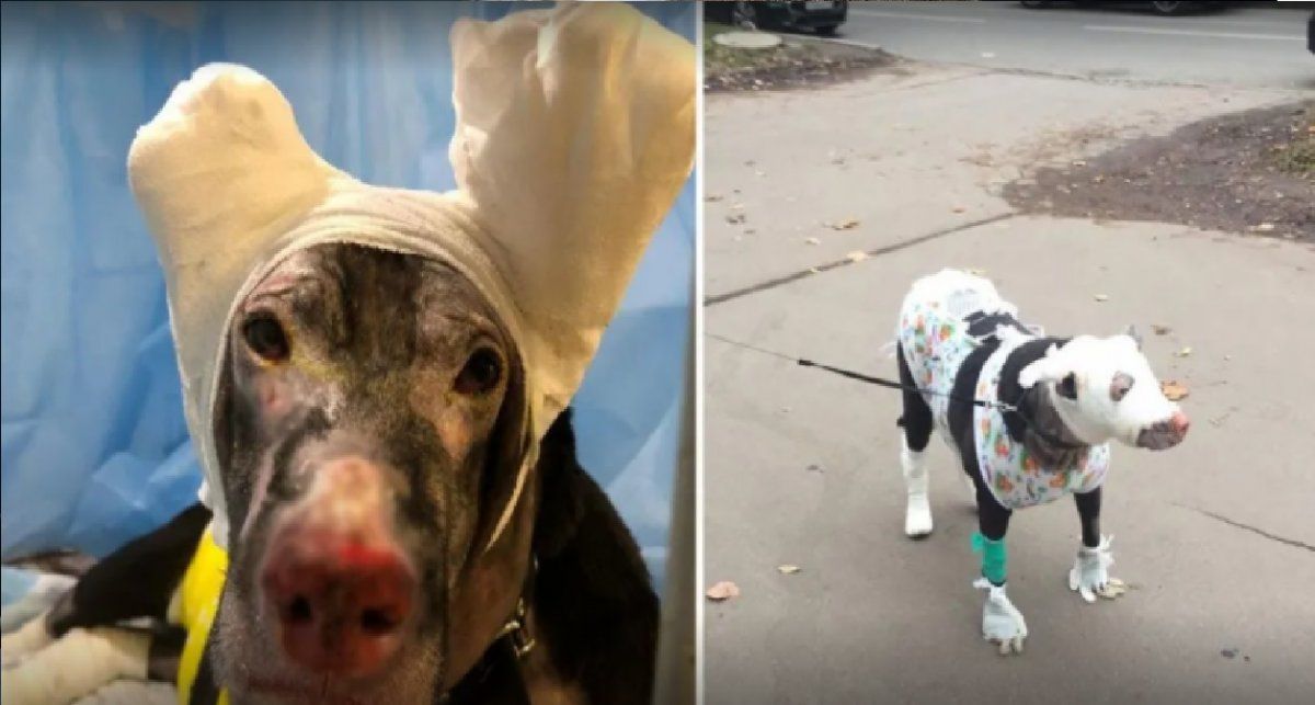 Perrita salvó a su dueña del fuego y la dieron en adopción