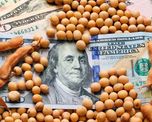 Balance económico de la cosecha récord de soja: mejores márgenes, más exportaciones y cuánto se irá en retenciones Balance económico de la cosecha récord de soja: mejores márgenes, más exportaciones y cuánto se irá en retenciones