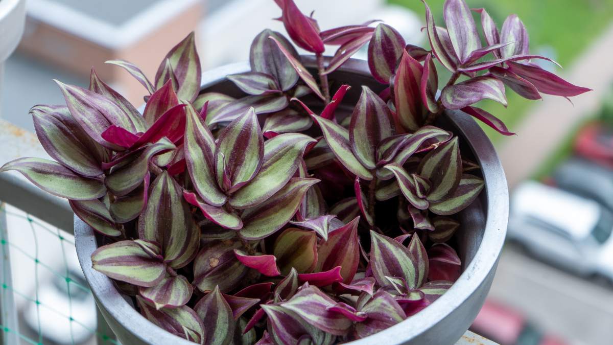 La tradescantia zebrina aporta tonos verdes, plateados y violáceos y desarrolla tallos que pueden caer desde repisas y macetas. La tradescantia zebrina aporta tonos verdes, plateados y violáceos y desarrolla tallos que pueden caer desde repisas y macetas.