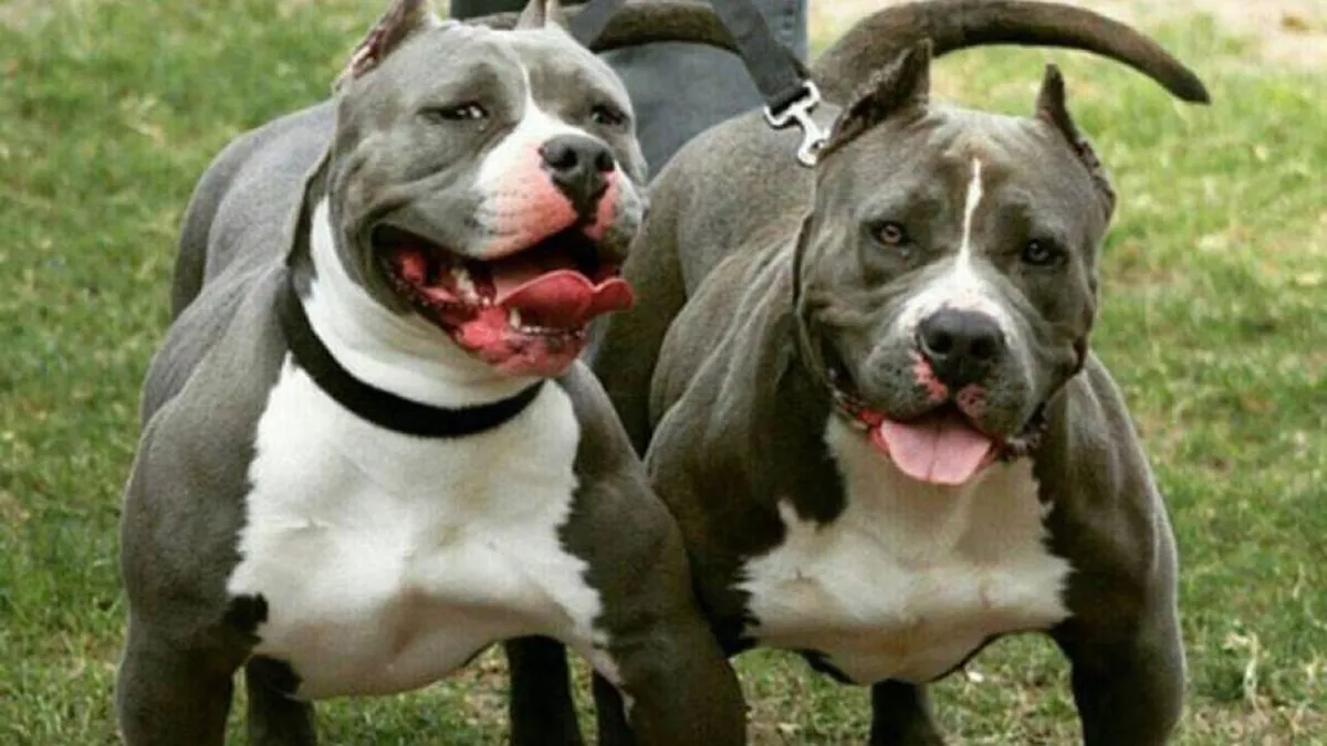 Los pitbulls atacaron al menor que permanece internado en terapia intensiva.