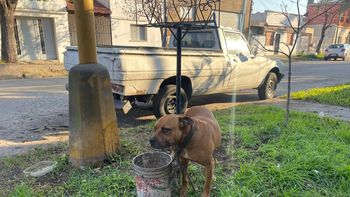 El perro se encuentra atado en Padre Genesio al 2.300 de barrio Guadalupe Oeste.