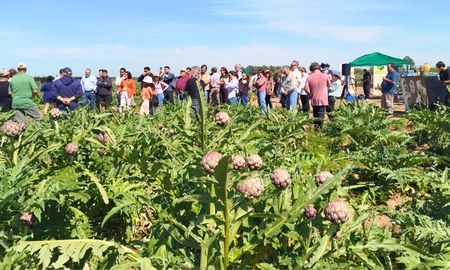 el alcaucil rosarino: un cultivo noble a 15 minutos del centro de la ciudad el alcaucil rosarino: un cultivo noble a 15 minutos del centro de la ciudad