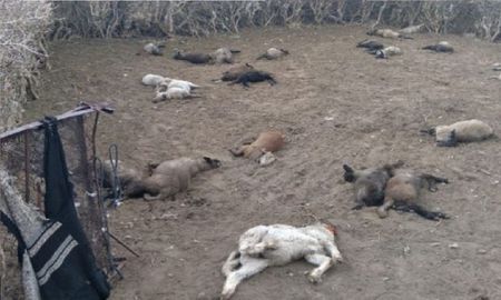Misterio en Mendoza: aparecen animales muertos dentro de un corral Misterio en Mendoza: aparecen animales muertos dentro de un corral