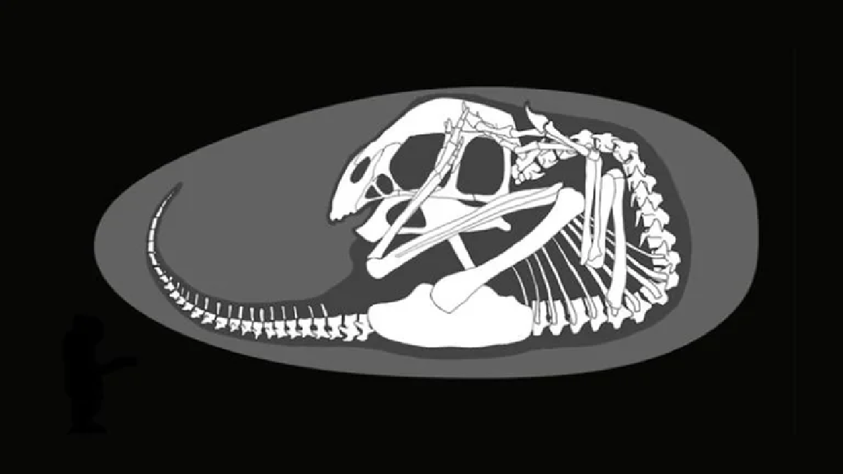 De haber alcanzado la edad adulta, el dinosaurio habr&iacute;a medido hasta&nbsp;dos o tres metros&nbsp;de largo y se habr&iacute;a alimentado de&nbsp;plantas.