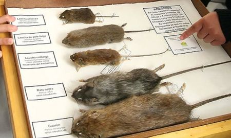 Hantavirus: ¿Qué es y cómo se previene la enfermedad?