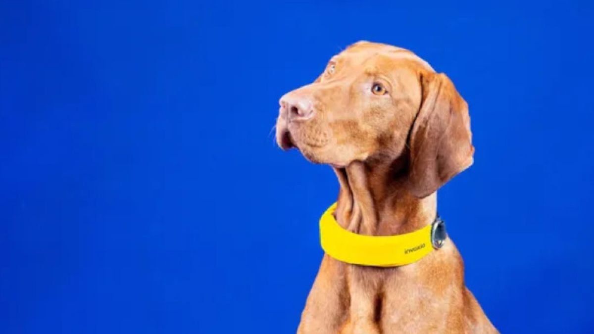 El collar de Invoxia sacó un premio en el CES 2022.