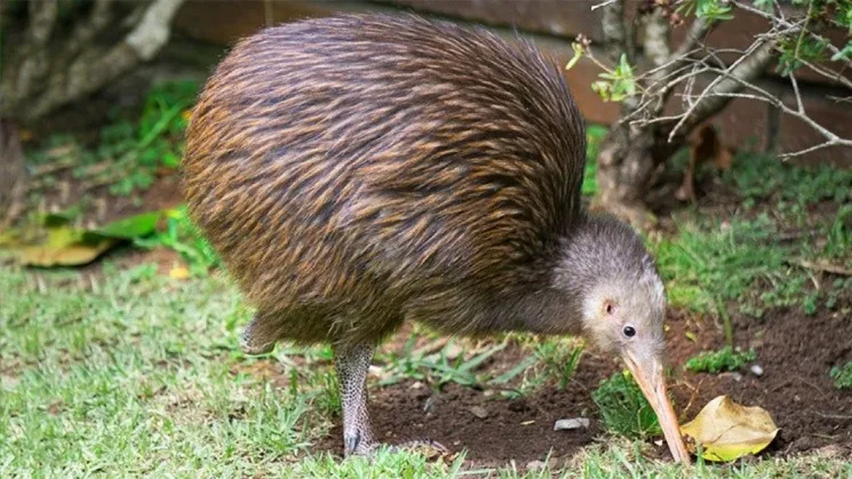 El kiwi es el símbolo nacional de Nueva Zelanda.