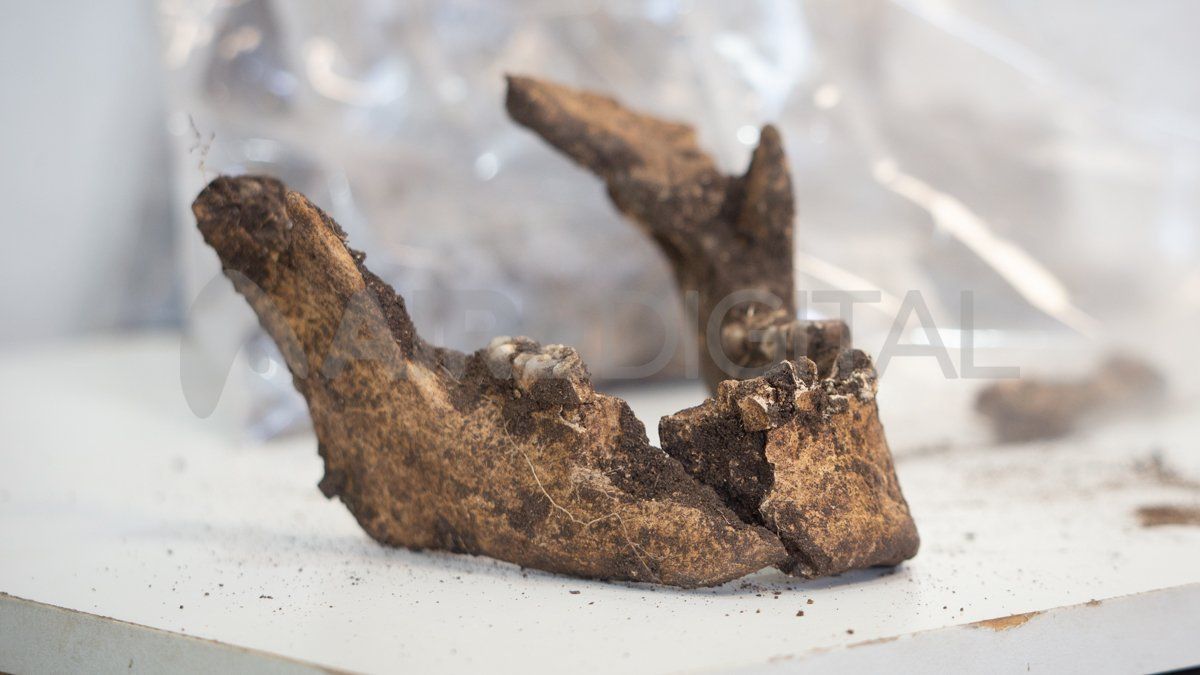 Parte maxilar del cráneo de un adulto que vivió entre el 1.400 a.C y el 900 d.C. 