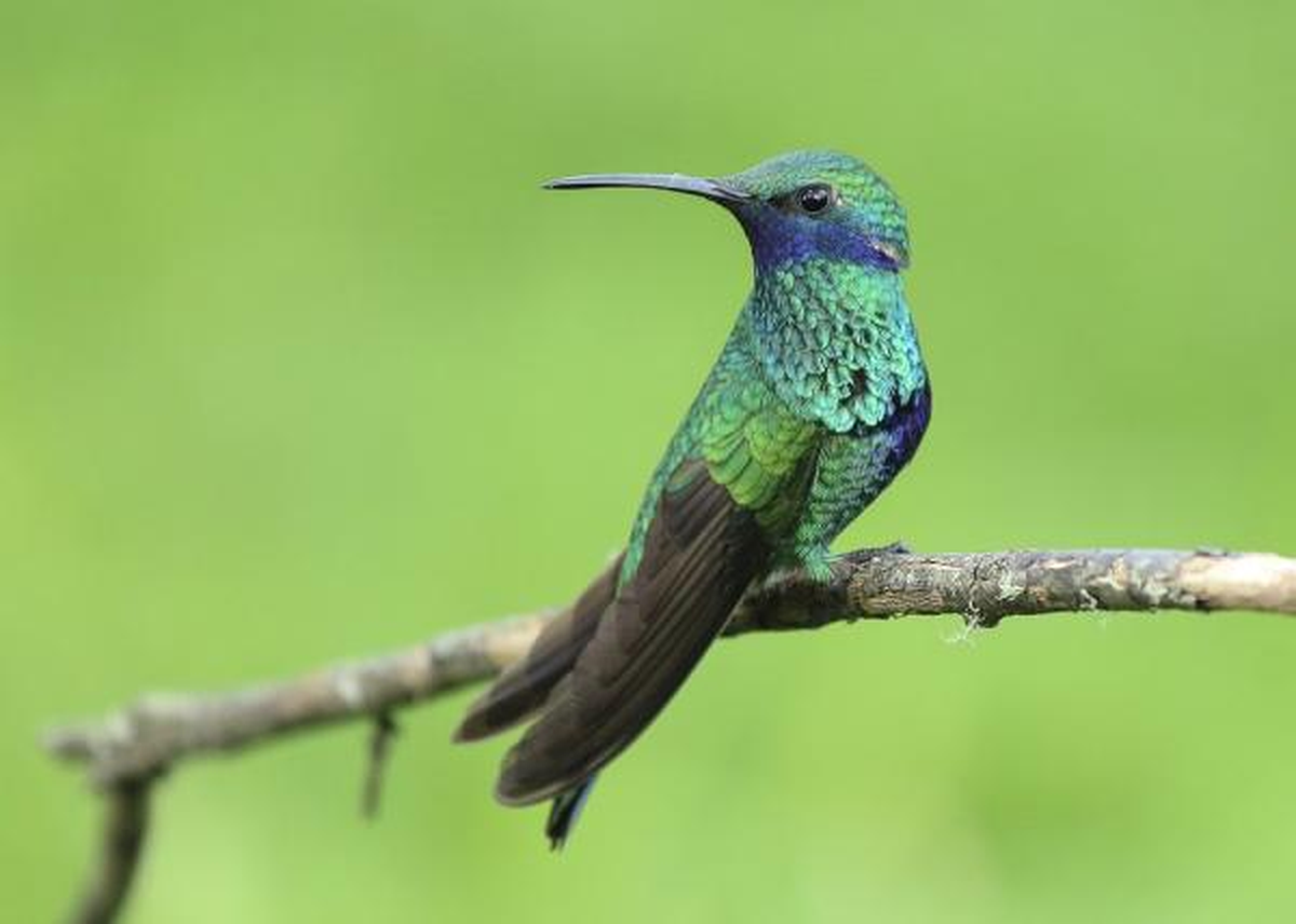 Qué significa ser como un colibrí