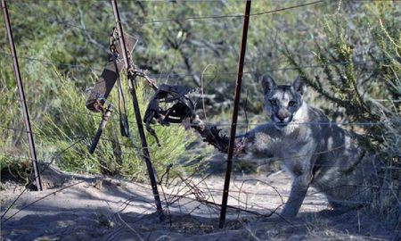 Mutiló a un puma y tendrá una deuda económica de por vida Mutiló a un puma y tendrá una deuda económica de por vida