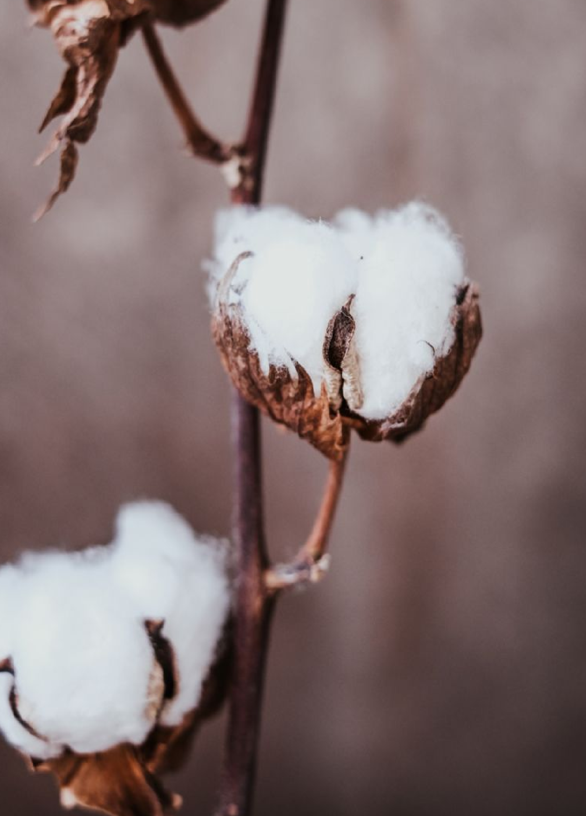 Qué usos tiene el algodón en las plantas