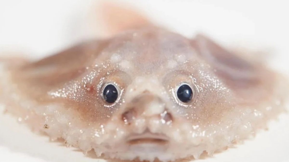 One Of The Rarest Deep-Sea Batfish Found