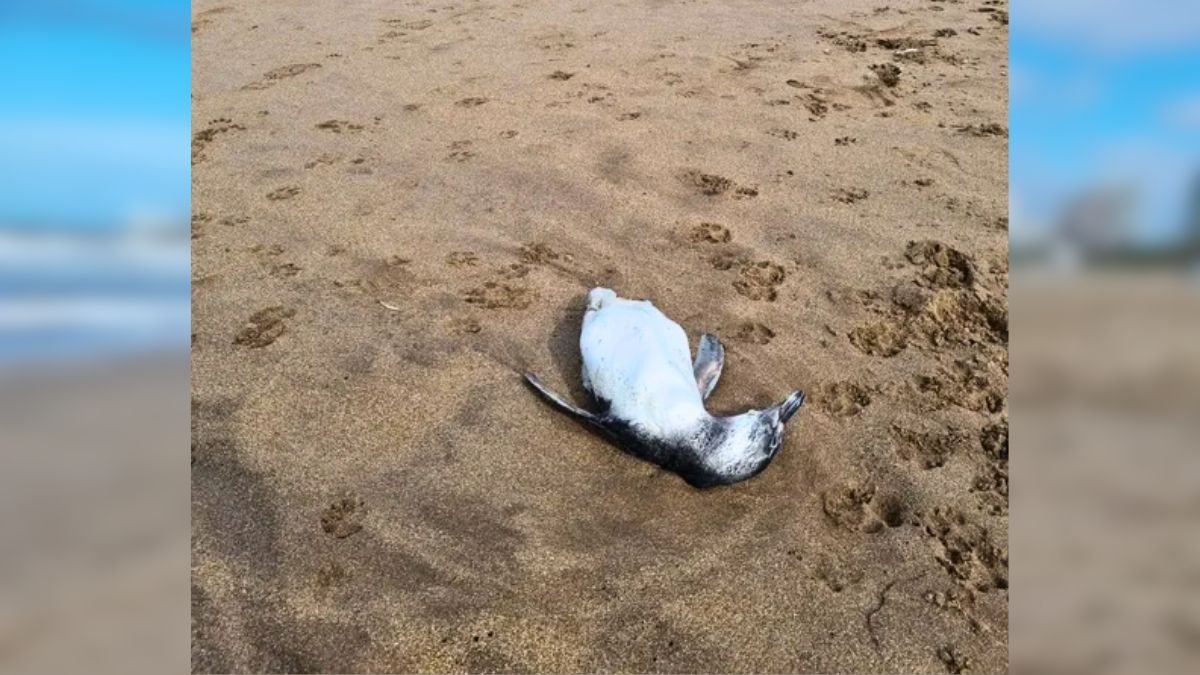 Mar del Plata: más de 40 pingüinos jóvenes fueron encontrados muertos. Mar del Plata: más de 40 pingüinos jóvenes fueron encontrados muertos.