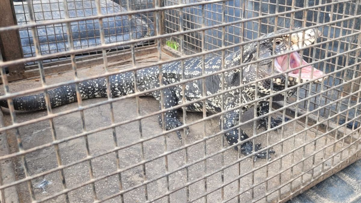 Un lagarto overo apareció debajo de los autos estacionados en el cruce de las calles Balcarce y Dorrego