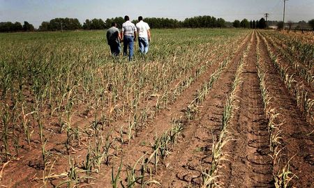 Si bien se esperaban niveles récord de cosecha, la falta de lluvia y el calor ponen en jaque la productividad del campo argentino. Si bien se esperaban niveles récord de cosecha, la falta de lluvia y el calor ponen en jaque la productividad del campo argentino.