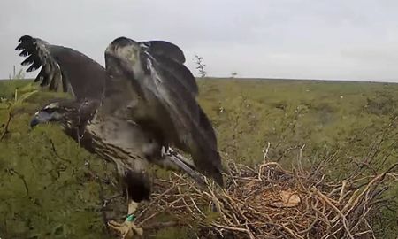Científicos transmitieron en vivo por YouTube el crecimiento de un pichón de águila coronada, una especie en peligro con menos de mil adultos en libertad.&nbsp;