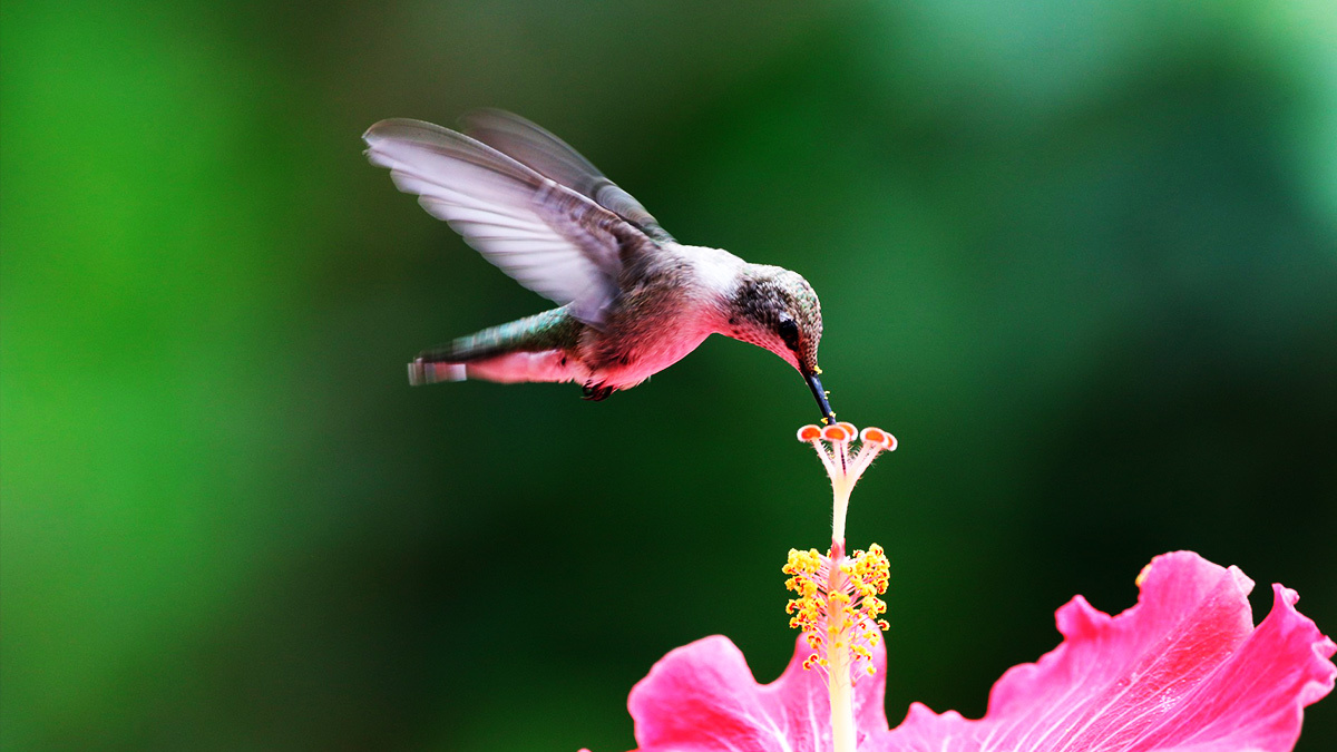 El colibrí: el pájaro que ayuda a las plantas a tener sexo