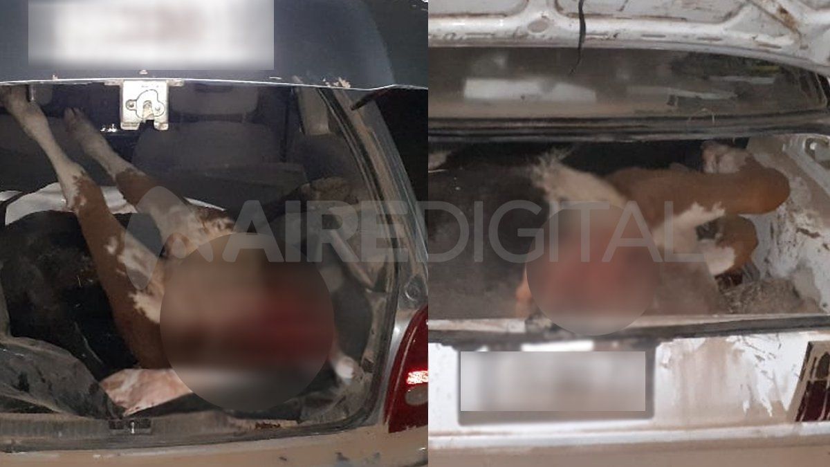 Los imputados distribuyeron la carne en los baúles de los dos automóviles