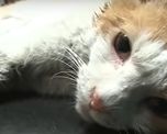 video: asi fue el rescate de una gata que estuvo atrapada dos anos entre muros