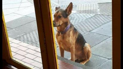 Perro mendigo: recorre panaderías en busca de alimentos