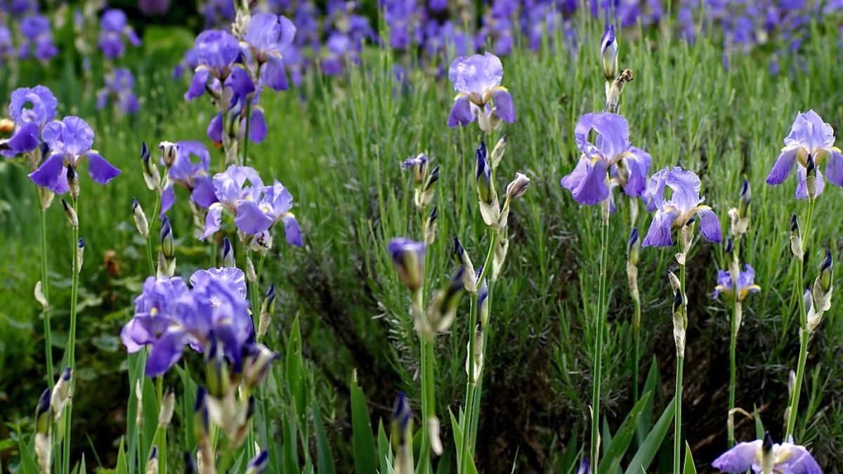 El iris germánica florece temprano y resiste heladas, perfecto para jardines soleados y de bajo riego. El iris germánica florece temprano y resiste heladas, perfecto para jardines soleados y de bajo riego.