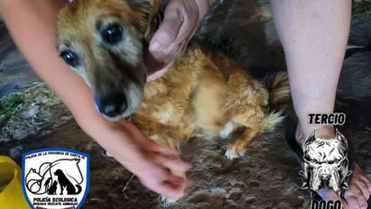 Santa Fe: rescatan dos perros abandonados en una terraza de avenida Blas Parera tras una denuncia por maltrato