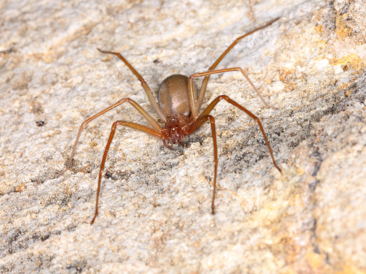 Qué hacer ante la mordedura