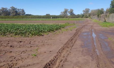 El temporal del fin de semana fue solo un susto para los productores hortícolas en los alrededores de Santa Fe. El temporal del fin de semana fue solo un susto para los productores hortícolas en los alrededores de Santa Fe.