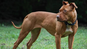Programa Huellas en Santa Fe: este sábado comienza la colocación de chips a perros