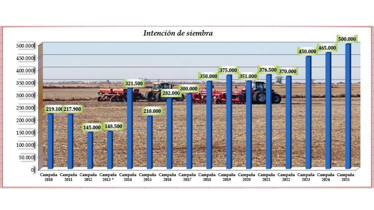 Gráfico: intención de siembra hasta campaña 2013, área de estudio 10 departamentos. Intención de siembra 2014, en adelante, área de estudio, 12 departamentos.