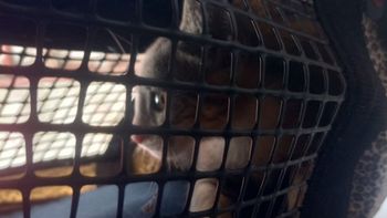 Un gato quedó atrapado en una claraboya y fue rescatado por los Bomberos