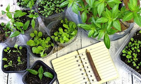 como aprovechar la combinacion de plantas en la huerta como aprovechar la combinacion de plantas en la huerta