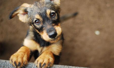 abandonaron a su perro y le pegaron los ojos para que no los siguiera abandonaron a su perro y le pegaron los ojos para que no los siguiera