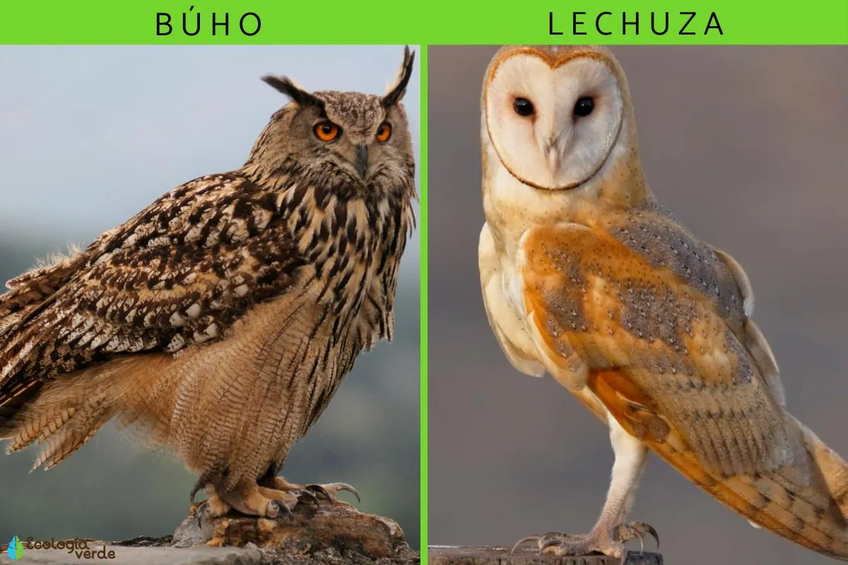 Qué significa soñar con búhos y lechuzas