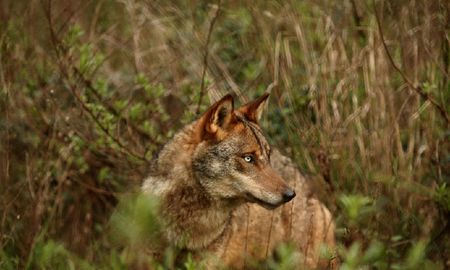 vivio 3 anos con una perra de mascota pero era un depredador salvaje vivio 3 anos con una perra de mascota pero era un depredador salvaje