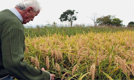 santa fe apuesta a sus propias semillas: nace el programa provincial de multiplicacion de semillas de arroz santa fe apuesta a sus propias semillas: nace el programa provincial de multiplicacion de semillas de arroz