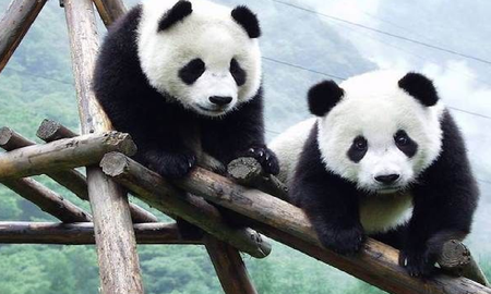 Los pandas ya no están en peligro de extinción: cómo hizo China para lograrlo Los pandas ya no están en peligro de extinción: cómo hizo China para lograrlo