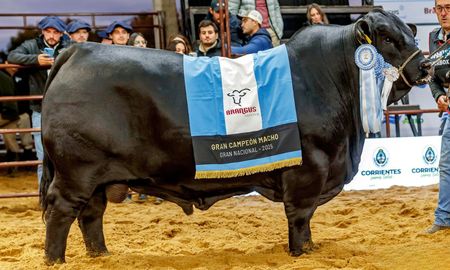 las nacionales 2026 llegan con mas cabanas y mas de 1.000 animales en corrientes las nacionales 2026 llegan con mas cabanas y mas de 1.000 animales en corrientes