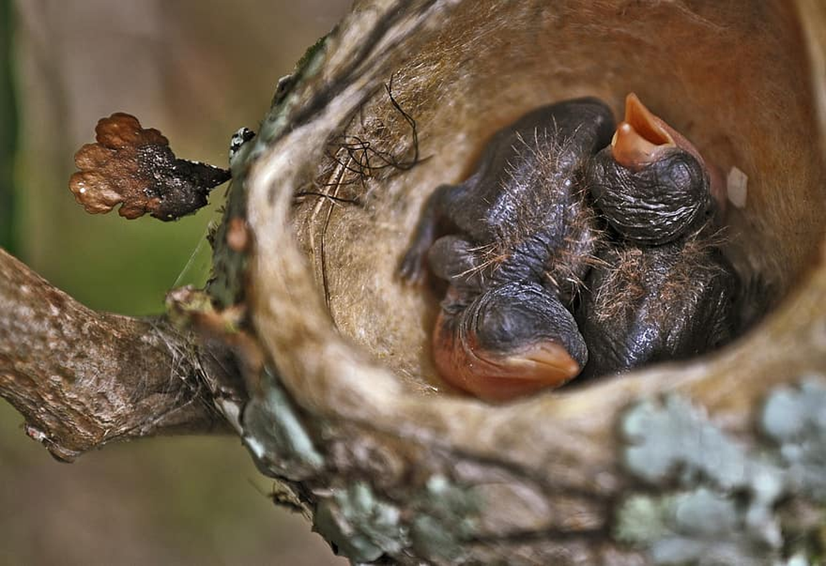 El colibrí hembra construye el nido en un lugar donde proteja a los pichones.
