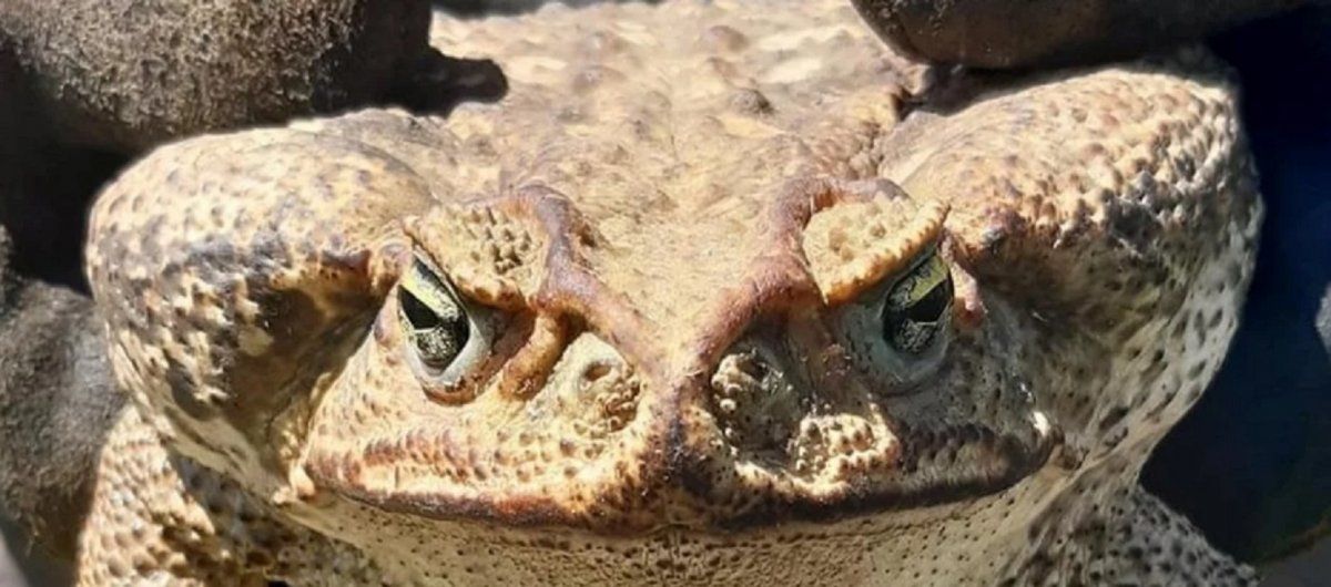 El sapo gigante que apareció en una localidad santafesina y asustó a los vecinos