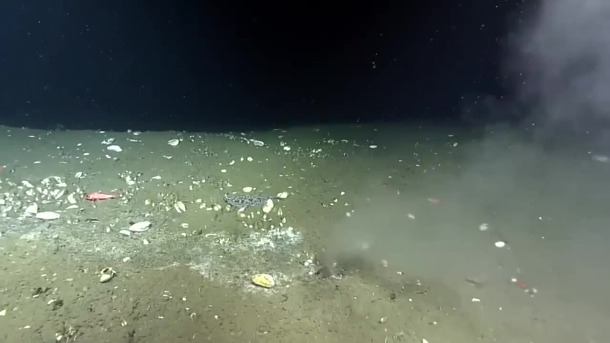 Fuga en el fondo del océano Pacífico podría ser el aviso de un terremoto destructivo