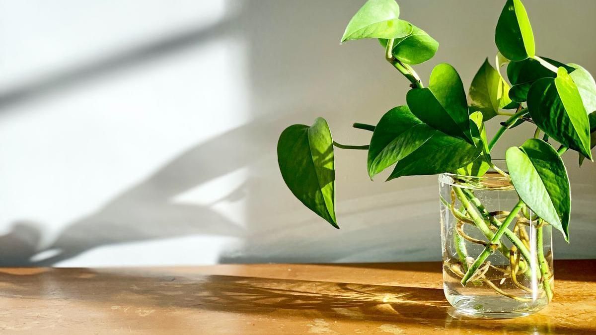 El potus es una de las plantas m&aacute;s f&aacute;ciles de cuidar.&nbsp;